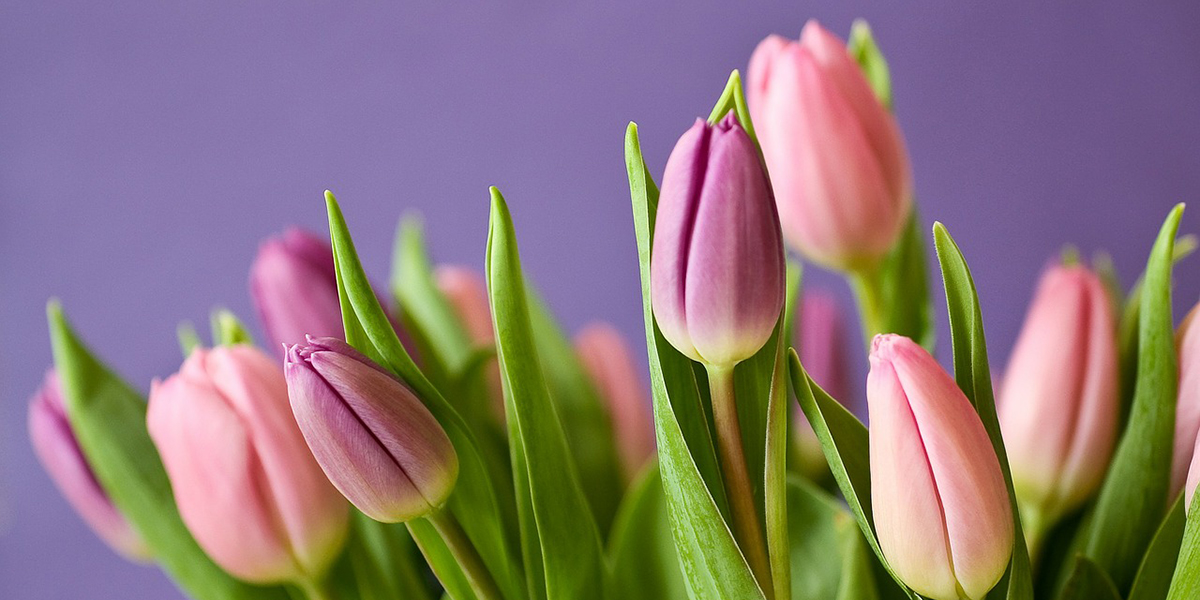 Tulpenactie